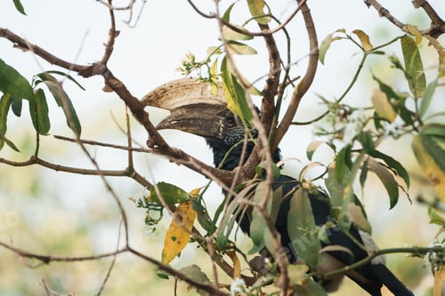 Preview: Silvery-cheeked hornbill perched on branch in lake manyara national park