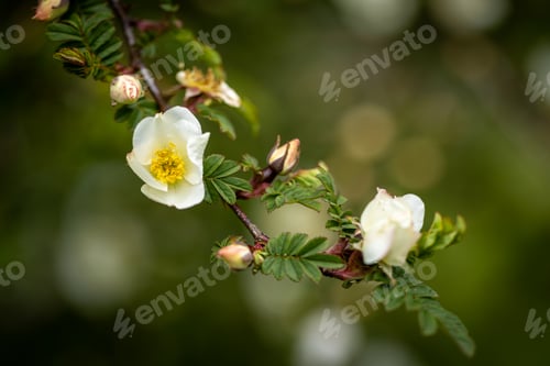 Preview: Close-up of a white flower blooming on a green branch