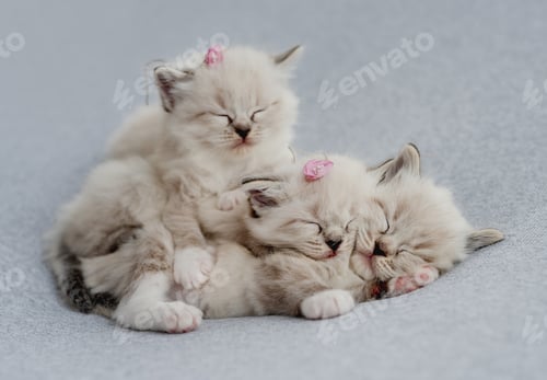 Preview: Ragdoll kittens photos newborn style