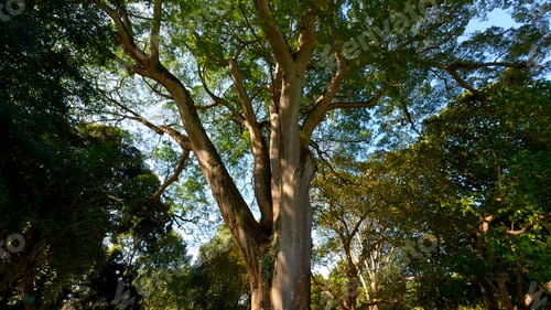 Preview: Walk through the magic forest on a sunny day. Action. Sun rays emerging though the green tree