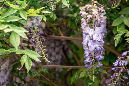 Preview: Wisteria tree blooming, flowering blossom in Japanese park.