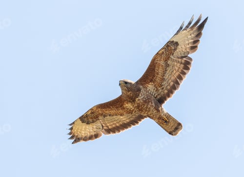 Preview: Common buzzard, Buteo buteo. A bird flies against a cloudy sky