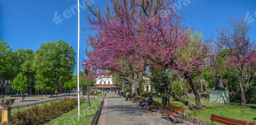 Preview: Blooming Judas tree in the City garden of Odessa, Ukraine