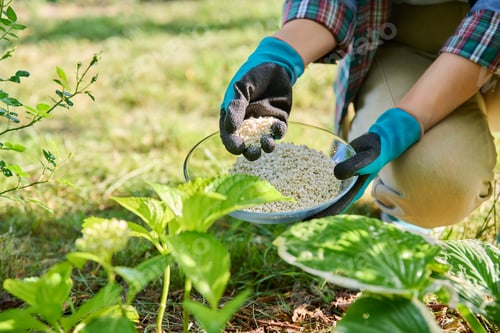 Preview: Close-up of hands with mineral fertilizers in garden on flower bed with green bushes