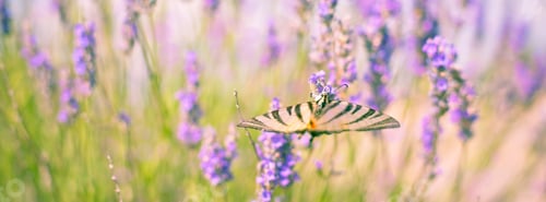 Preview: Butterfly at Lavender Bush