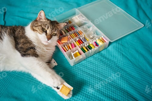 Preview: a spotted furry cat holds a skein with floss threads in its white paws. lies with his head on a box