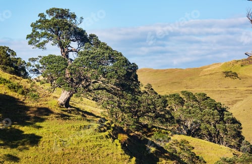 Preview: New Zealand hills