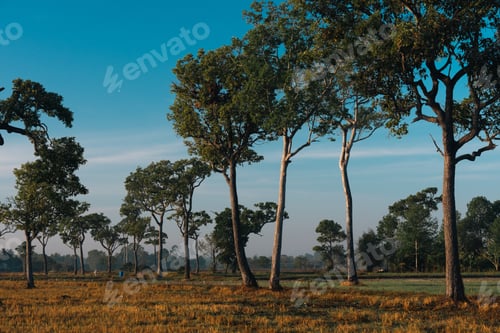 Preview: Serene tree line, rural field, blue sky landscape morning light calm mood
