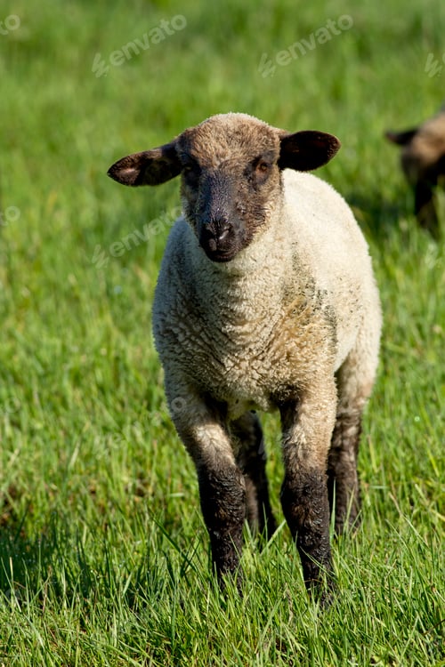 Preview: Sheep in grass