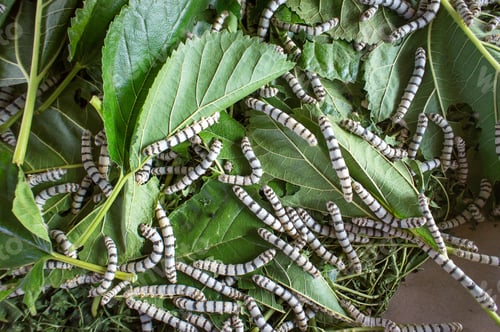Preview: silk worm eating mulberry leaf (focus silk worm) worm larvae