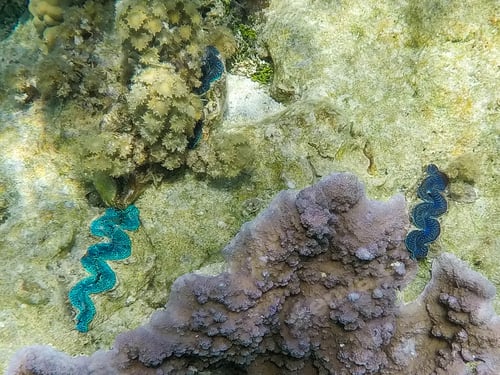 Preview: Underwater view of clams in coral reef