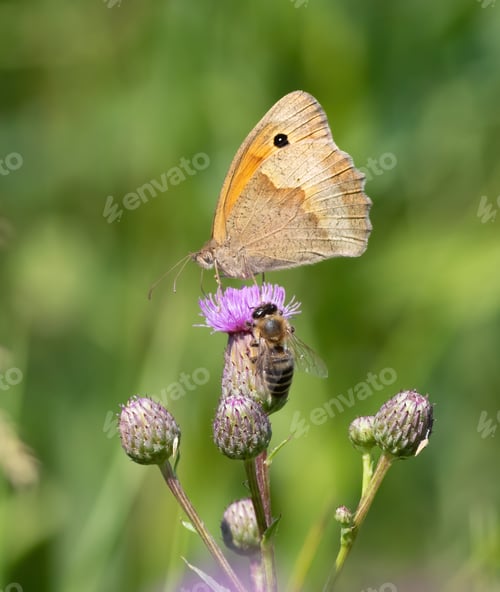 Preview: Meadow Brown, Maniola jurtina. A butterfly and bees sit on the flowers of a burdock