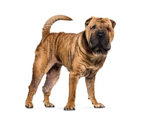 Preview: Standing brown Shar-pei dog, cut-out