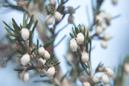 Preview: Macro shot of the tree heather(Erica arborea) flower buds