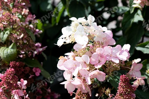 Preview: Light pink Hydrangea