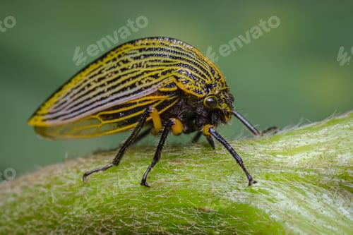 Preview: Insect perched sideways on a green branch