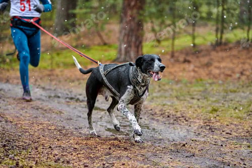 Preview: Canicross dog mushing race
