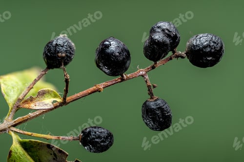 Preview: Black Berries on a Branch on green background