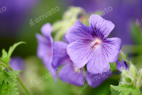 Preview: Blue Geranium