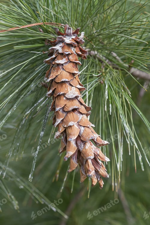 Preview: Ayacahuite Pine (Pinus Ayacahuite). Called Mexican White Pine Also