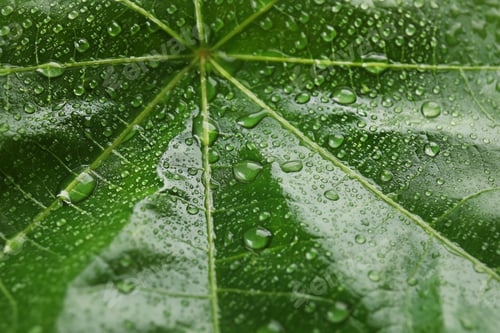 Preview: Beautiful green leaf with water drops, closeup