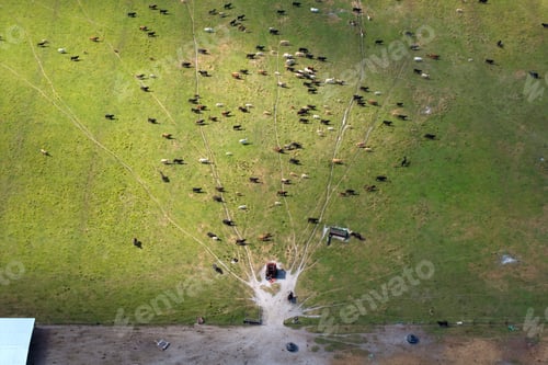 Preview: Organic milk and beef production.