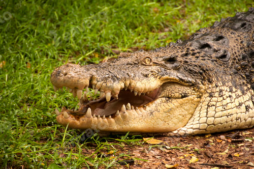 Preview: Close up of a crocodile