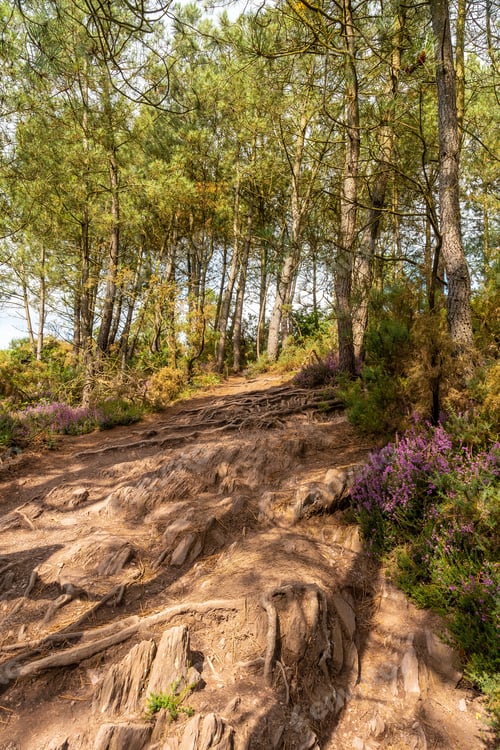 Preview: Path in the Broceliande forest, French mystical forest located in the Ille et Vilaine