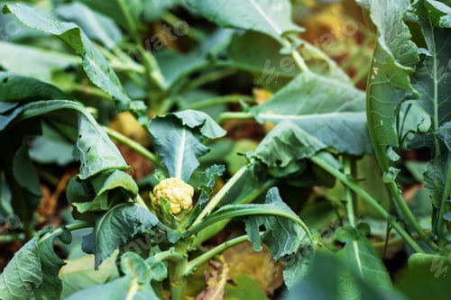Preview: Cauliflower baubles on planting