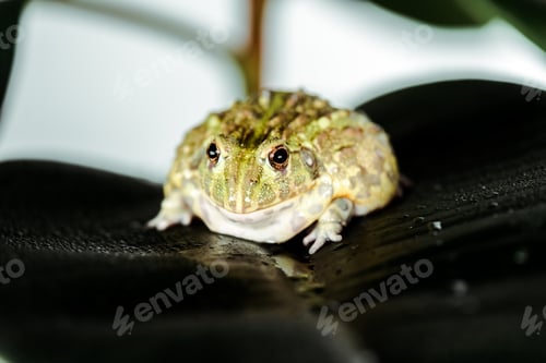Vista previa: close up view of cute green frog on wet leaf