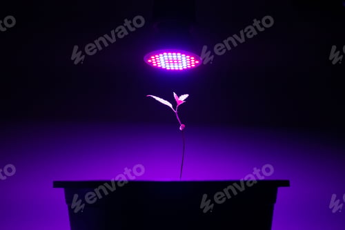 Preview: Plant sapling cannabis growing in a pot with LED grow light