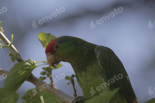 Preview: Closeup of red-crowned amazon (Amazona viridigenalis) parrot on the tree