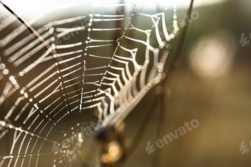 Preview: Background of the threads of a spider web with dew drops. Web macro