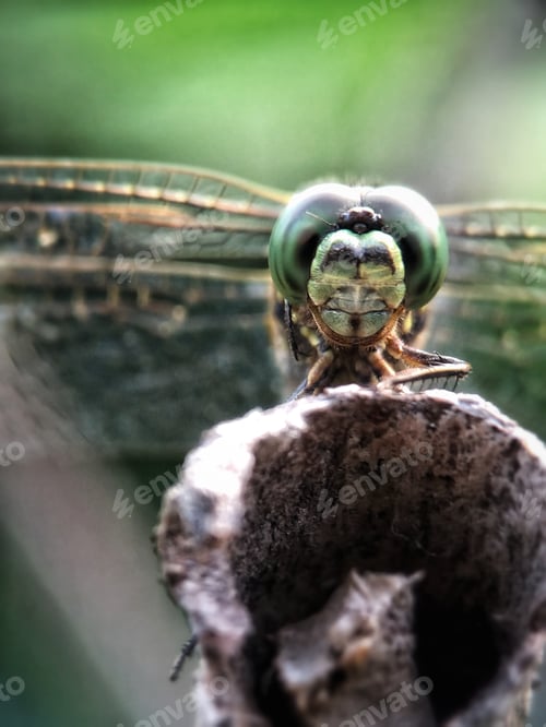 Preview: Dragonfly, nature background photo