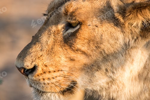 Preview: Side profile of a Lion.