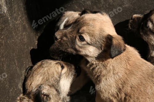 Preview: Stray puppies outdoors on sunny day. Baby animals