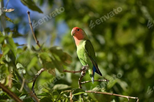 Preview: A small bird perched on a tree branch