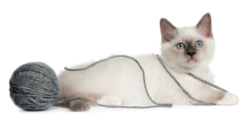 Preview: Birman Kitten, 2 months old, playing with a ball of yarn in front of white background