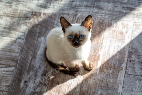 Preview: Cute kitten siamese cat indoor