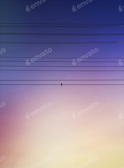 Preview: Bird on a Wire