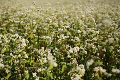 Preview: blooming buckwheat and blue sky background. Buckwheat field during flowering. Growing buckwheat