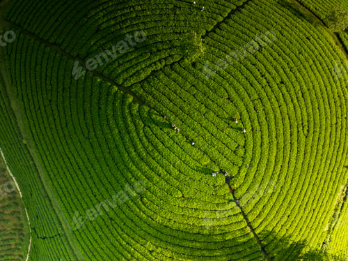 Preview: Aerial view of beatiful sunset at Long Coc tea hill, Phu Tho province, Vietnam