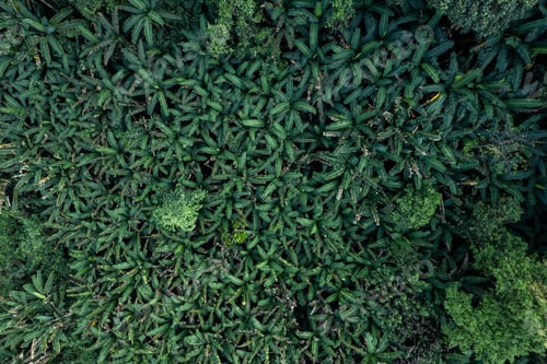 Preview: high angle tropical forest and road into the forest
