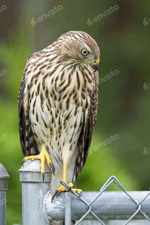 Preview: Cooper's hawk looking down from a fence.