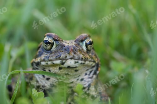 Preview: Closeup on an adult Western toad, Anaxyrus or Bufo boreas sitting on the grass