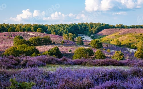 Preview: Posbank National park Veluwe, purple pink heather in bloom, blooming heater on the Veluwe