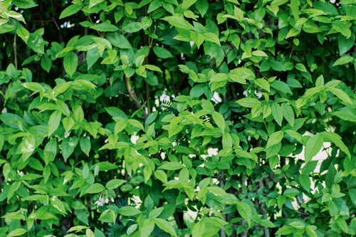Preview: Beautiful green leaves background. Natural creative layout for wallpaper and advertising.