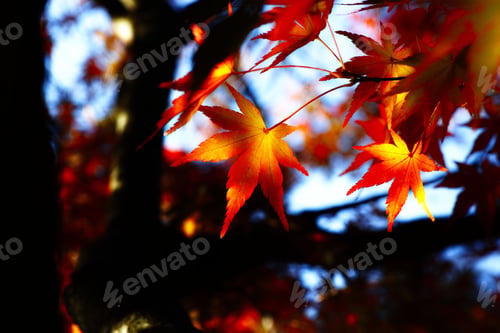 Preview: Closeup shot of autumn leaves
