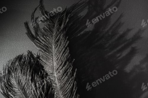 Preview: Black Ostrich feathers and magic shadow. Black monochrome background