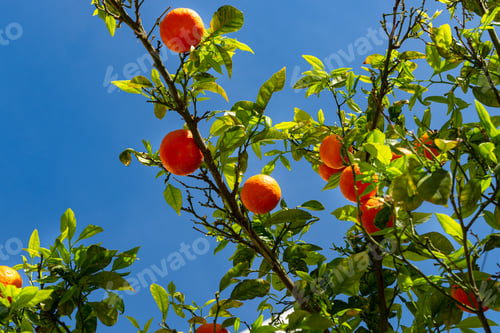 Preview: Citrus Orange tree with ripe fruits against blue sky